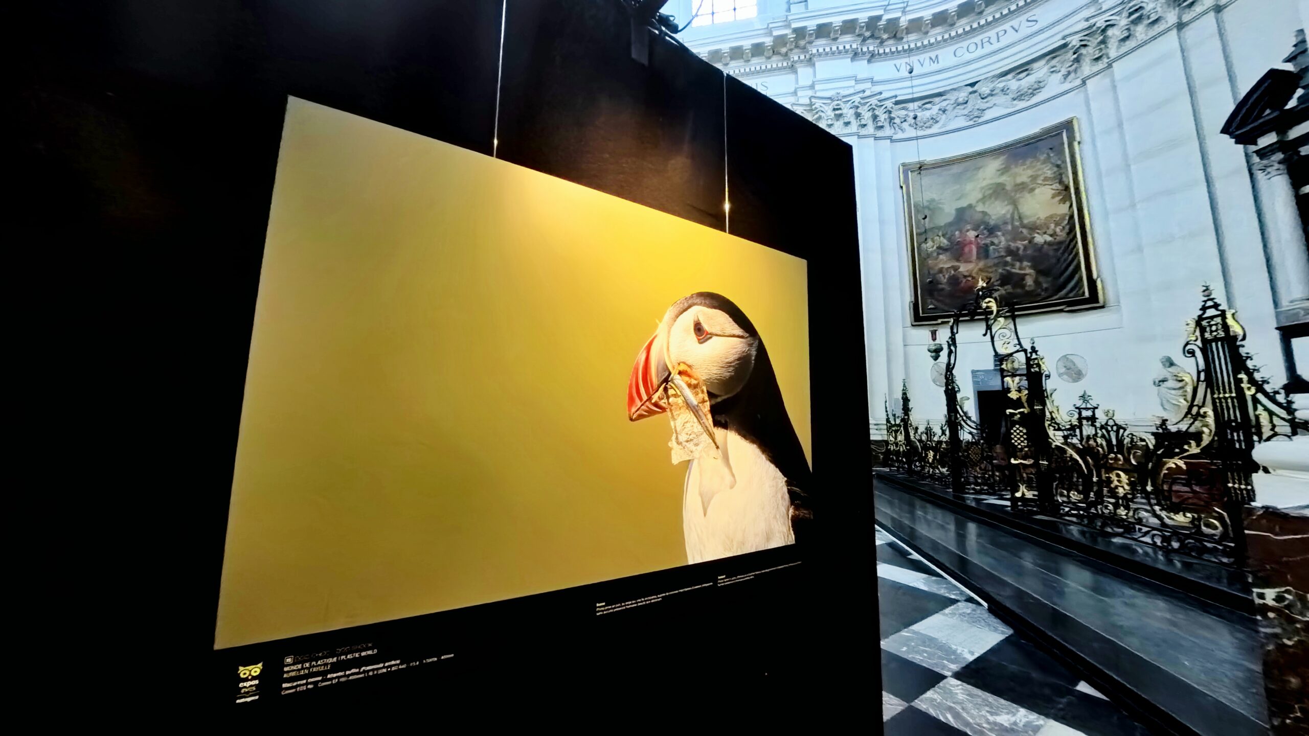 Emotion’Ailes 2024 concours AVES (Belgique) – « Who’s the clown ? »