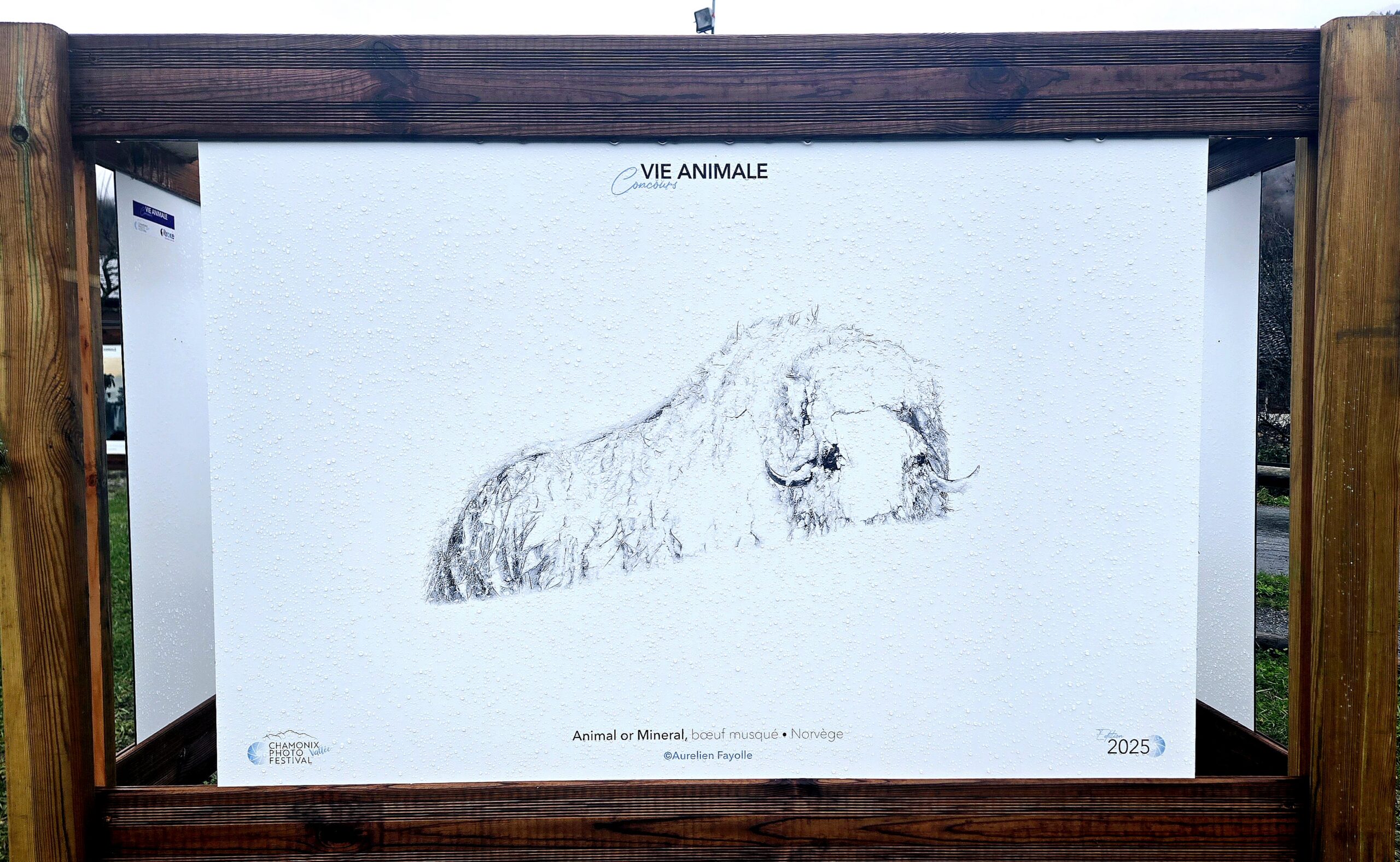 Chamonix Vallée Photo Festival 2025 – « Animal or mineral »