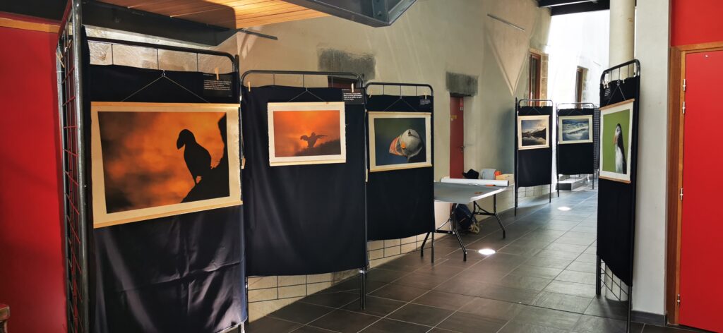 Picture for Nature 2023 - Exposition macareux moine - papier washi img 20230526 154031