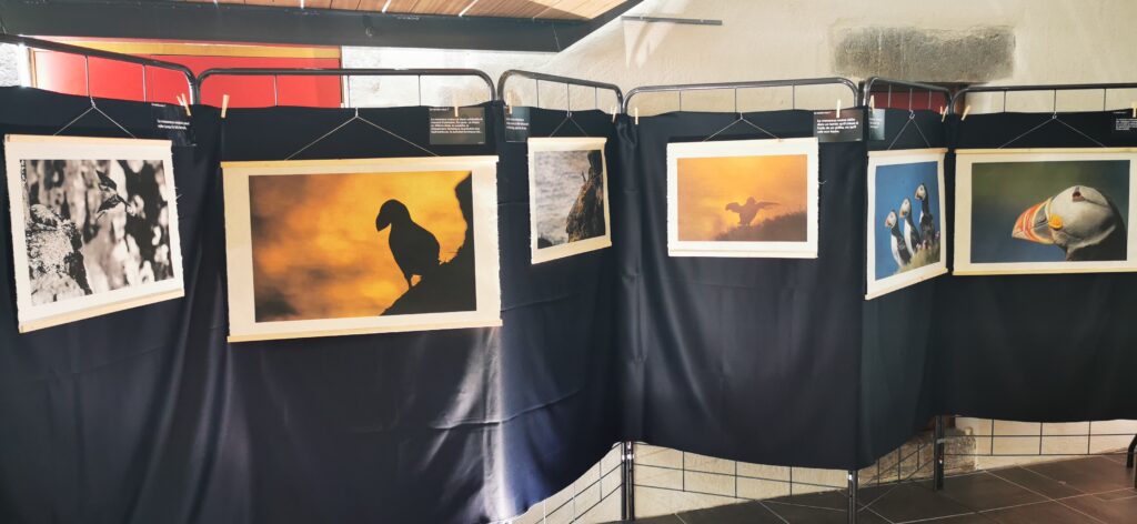 Picture for Nature 2023 - Exposition macareux moine - papier washi img 20230526 154049