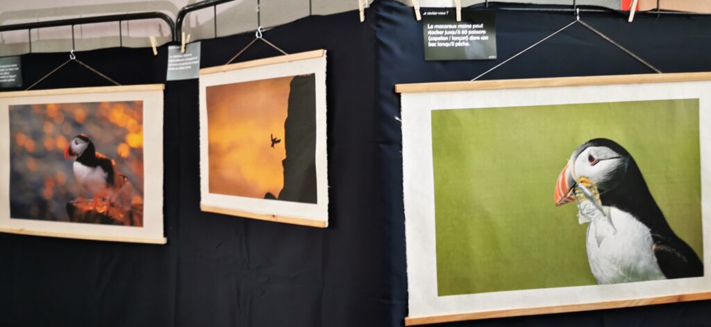 Picture for Nature 2023 - Exposition macareux moine - papier washi img 20230526 154147
