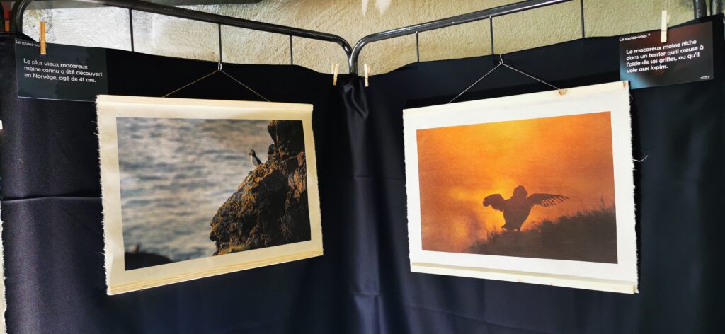 Picture for Nature 2023 - Exposition macareux moine - papier washi img 20230526 155424