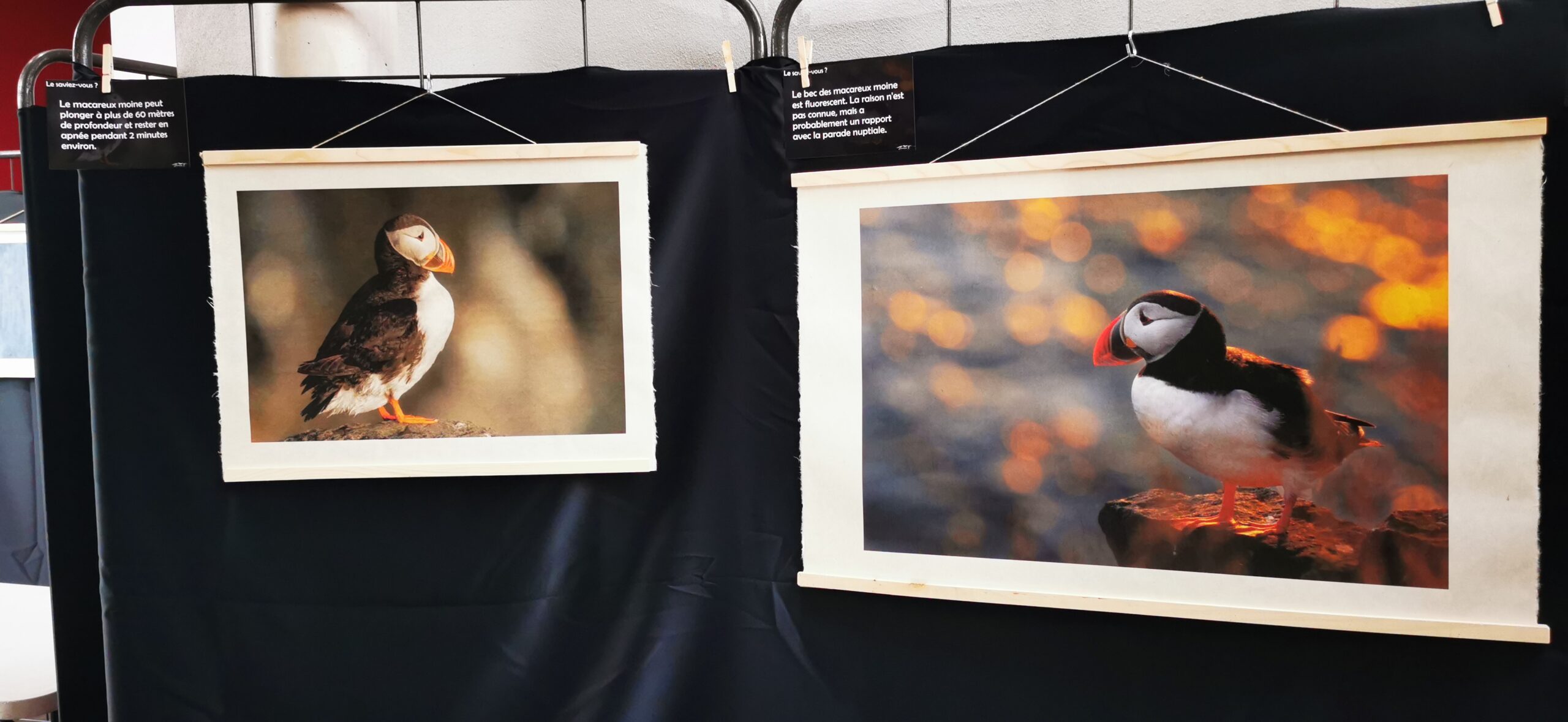 Picture for Nature 2023 – Exposition macareux moine – papier washi