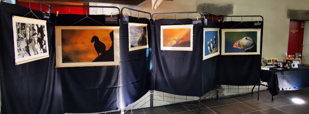 Picture for Nature 2023 - Exposition macareux moine - papier washi sdr vivi